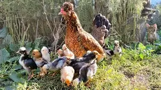 Altai Bantam Hen with chickens 12, 16, 31 August 2015 Алтайская бентамка Курочка с цыплятами