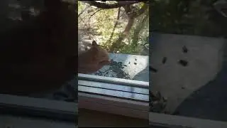 Голубь ест с белкой семечки