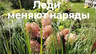 Леди меняют наряды. Как меняются метельчатые гортензии.