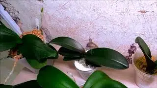 Мои орхидеи. Небольшой обзор.Часть 1