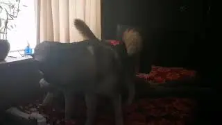 Маламуты Атом и Дарья.. Я буду лежать, нет я 😂😂