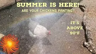 Keeping My Chickens Cool In The Summer Heat With High Humidity ☀️ Central Florida