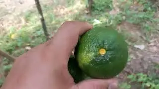 ชมสวนในวันที่อากาศร้อนๆ