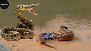 When the snake meets the wrong electric fish