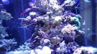 25g Cube