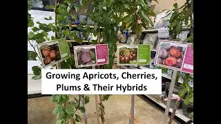 Growing Apricots, Cherries, Plums, & their Hybrids