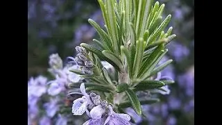 Dietary Rosemary Strengthens Memory