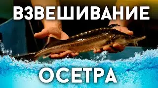 Взвешивание осетра | Стербел в УЗВ