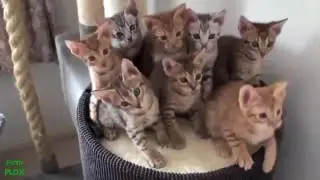 Смешные котики 2017