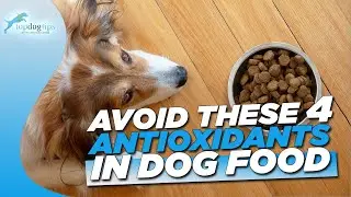 THE 4 SYNTHETIC DOG FOOD ADDITIVES YOU NEED TO AVOID