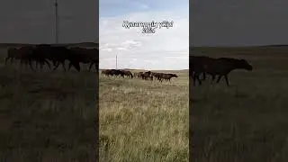 Құлагердің үйірі