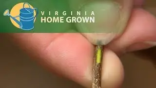 How Plants Benefit From Rainwater More Than Regular Watering