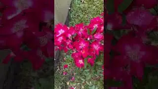 Мускусная Роза Гран Дюк Жан