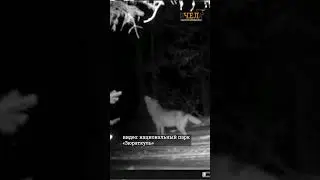 В нацпарке «Зюраткуль» записали песню волков