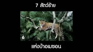 เสือจากัวร์ สัตว์ร้ายแห่งป่าอะเมซอน