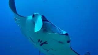 Palau ‘23 :: German canal & Blue hole