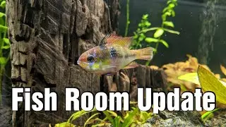 Fish Room Update - what's going on?