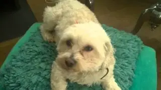 Cute PUKIE