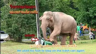 Ep 517 วีรกรรมพลายเดี่ยวหลับ ก่อนกลับวังบอน#เขาใหญ่#forestelephant #animals #ช้างป่า #new #animals