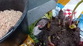 Время проращивать канны