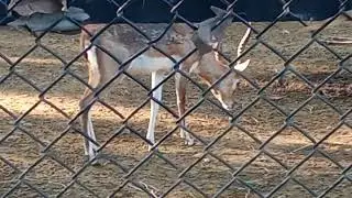 deer