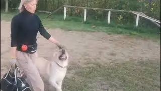 Светлана и лабрадор West Sib Story Oskar подготовка к испытаниям по ОКД