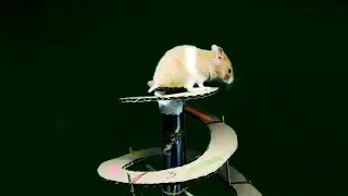 Hamster menuruni pohon labirin