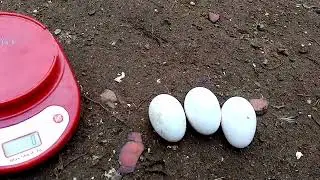ОТВЕЧАЮ НА ВОПРОС ЗРИТЕЛЯ, КАКОГО ЦВЕТА ЯЙЦА У ПУШКИНСКОЙ ПОРОДЫ КУР????