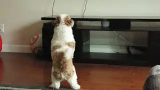 Gizmo barks at a dog on the TV!