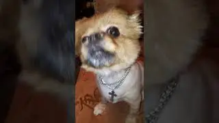 Пес поет блатные песни))
