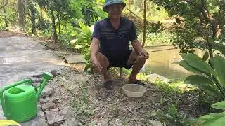 Chăm sóc cây cảnh vào mùa hè