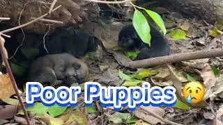 We’re lucky to Find these Poor Puppies  when  We Cut Woods