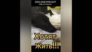 Помогите заболевшим хвостикам, спасенным от смерти в усыпалке Гомеля🙏🏻🙏🏻🙏🏻! Болee дeсяти щенков (