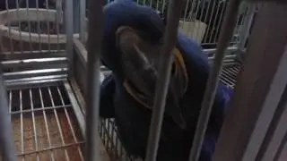 Огромный папугай в неволе