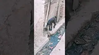 goat kid very cute in village 2021
