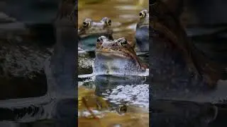 ¿Queréis saber algunas cosas increíbles sobre las ranas? 🐸​​​