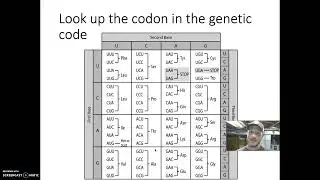 Transcribe and Translate a DNA Sequence