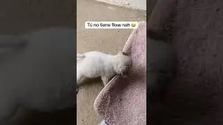 Tu no tiene flow nah #perro #dog #doglover #perros #viral #humor #memes #dembow #trending #fyp #fy