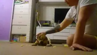 Маленькая Девочка Ка Де Бо Белла