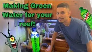 How to Culture and Harvest Phytoplankton
