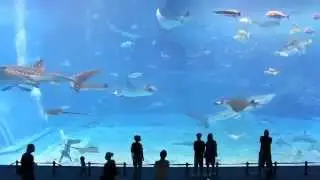 fish aaa.........