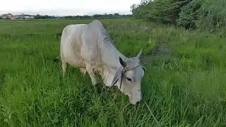 PAANO KUMITA NG EXTRA l ANG IKALAWANG BAKA NA AALAGAN PARA MAGKAROON NG EXTRANG KITA