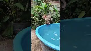#dog #animals #monkey #pet  #dogbreed