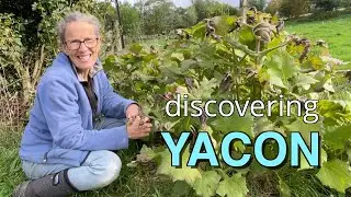 Discovering Yacon - Harvesting, Propagating, Planting and Tasting!!