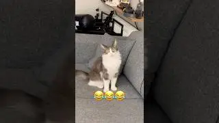 Super Cat 😂😻#cats #cat