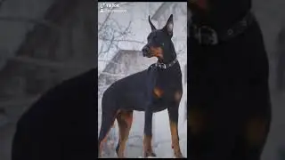 Қазақтың итті шықса лайк