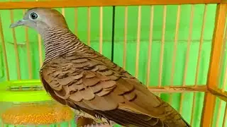 Local Turtledove Sounds Diligently Sound