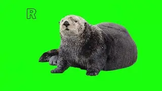 CARTOON GREEN SCREEN