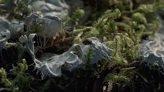 Lichen (still image)