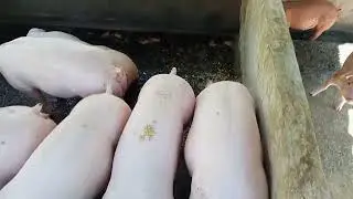 Mini Piggery Farm at Tubod, Tampilisan, Zamboanga del Norte